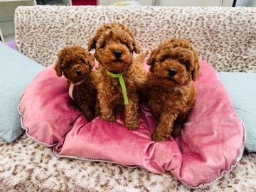 toy poodles puppies for sale