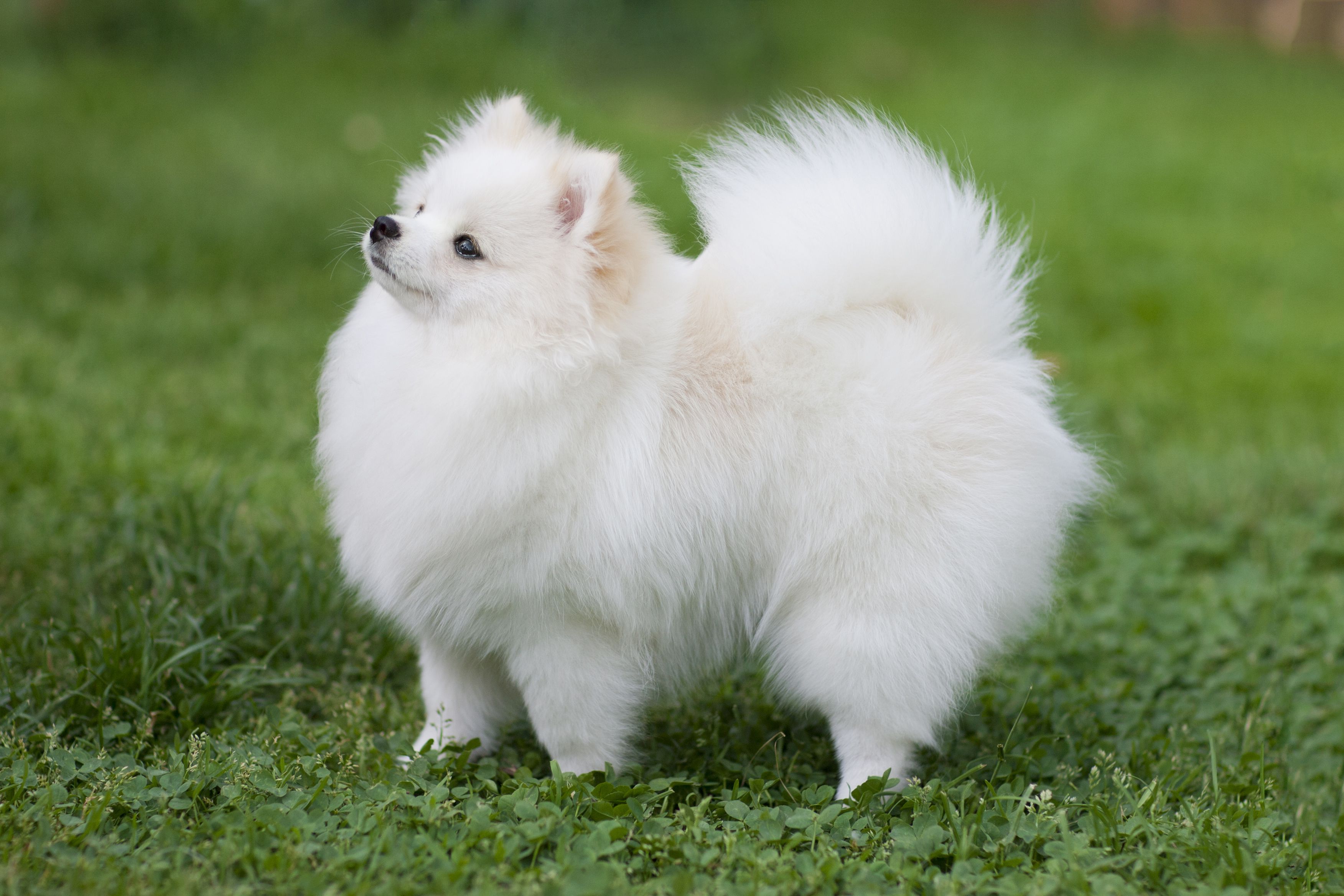 pomeranian dog pics