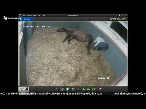 country life foaling cameras