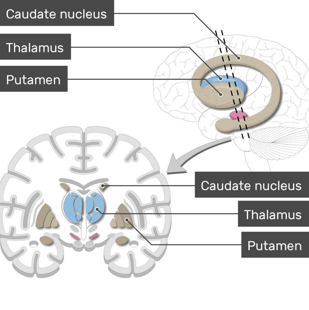 caudate nucleus