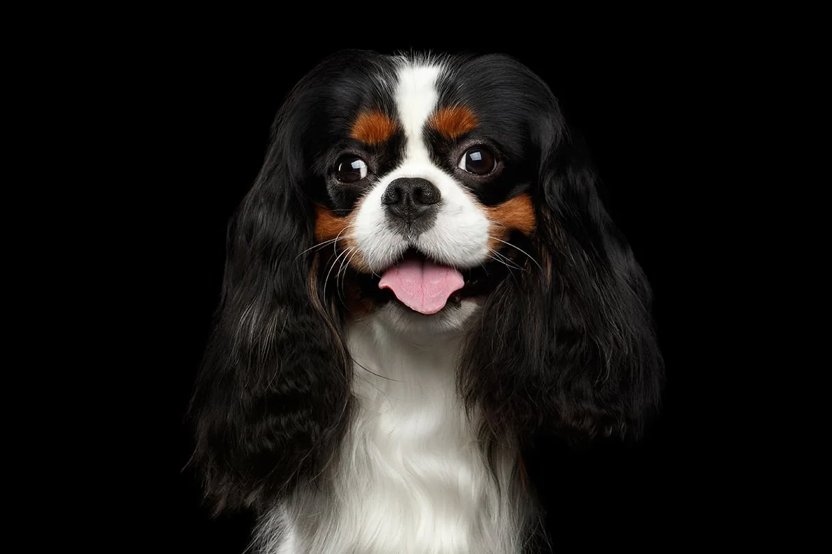 cavalier king charles spaniel cost