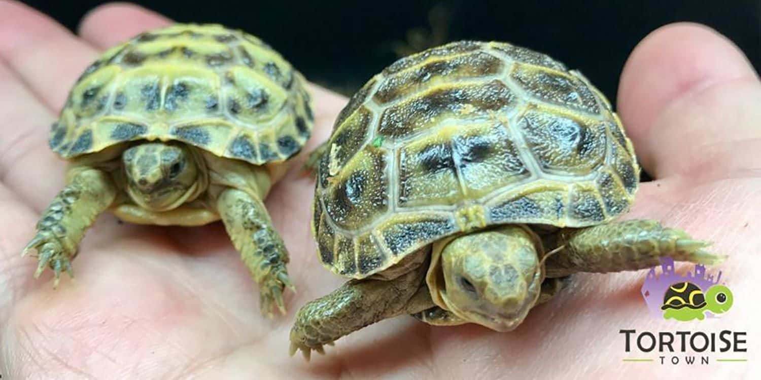 baby tortoise for sale