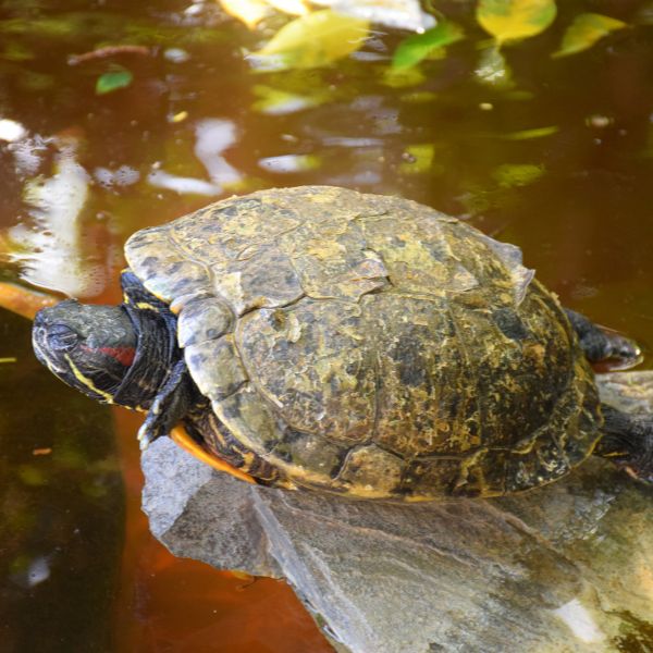 red eared slider sleeping habits