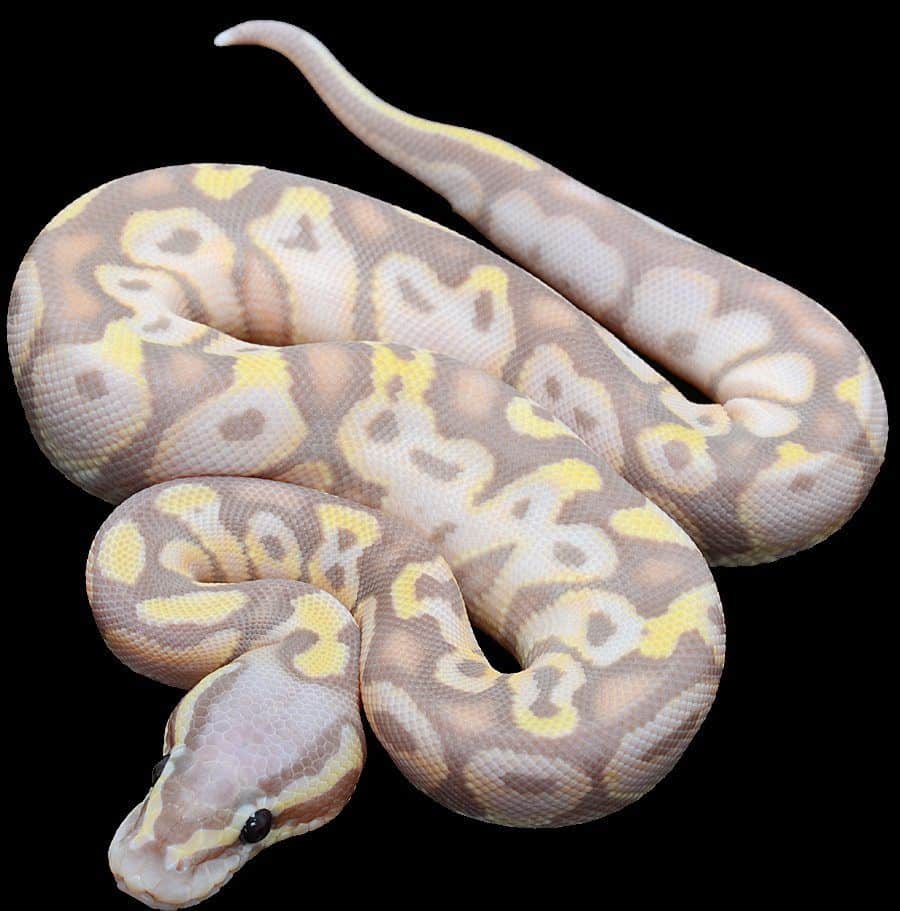 banana royal python