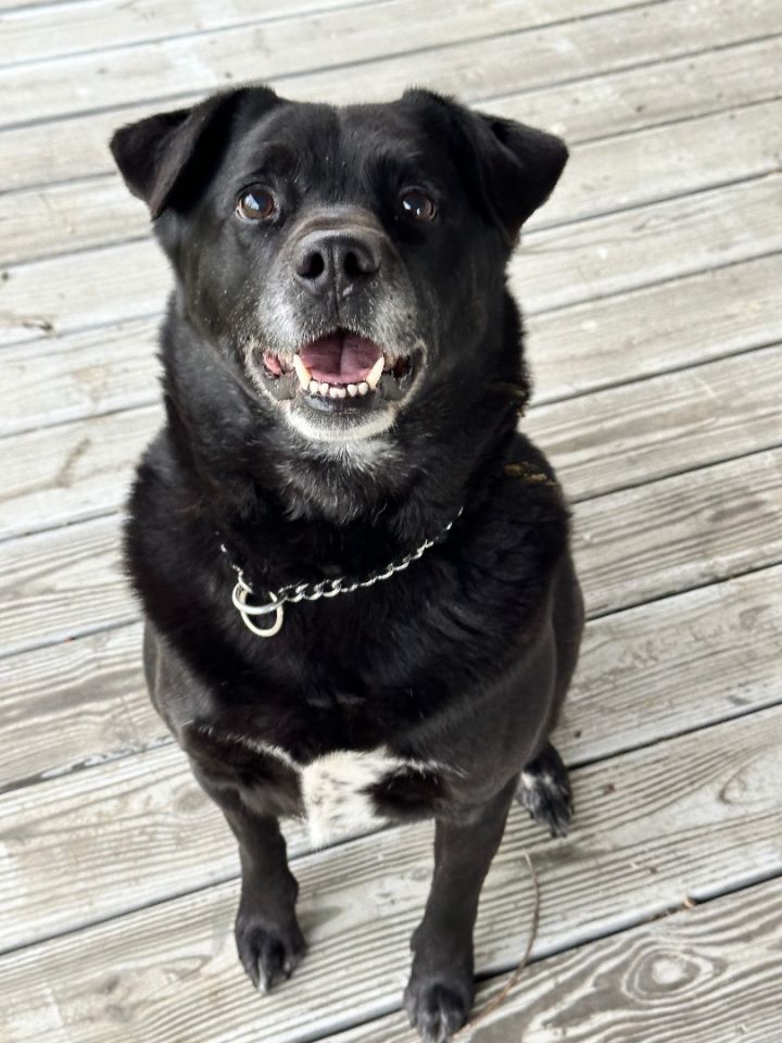 black lab and shepherd mix