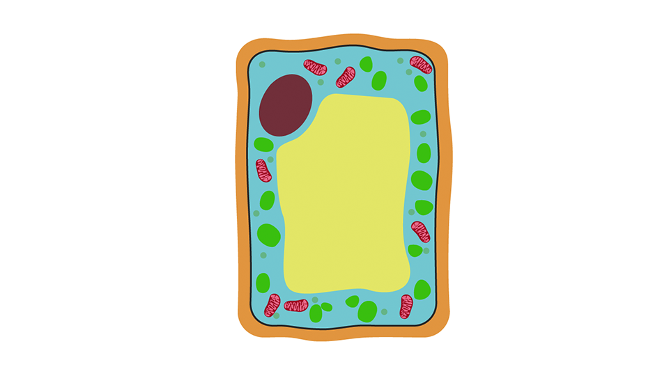 bbc bitesize plant cell