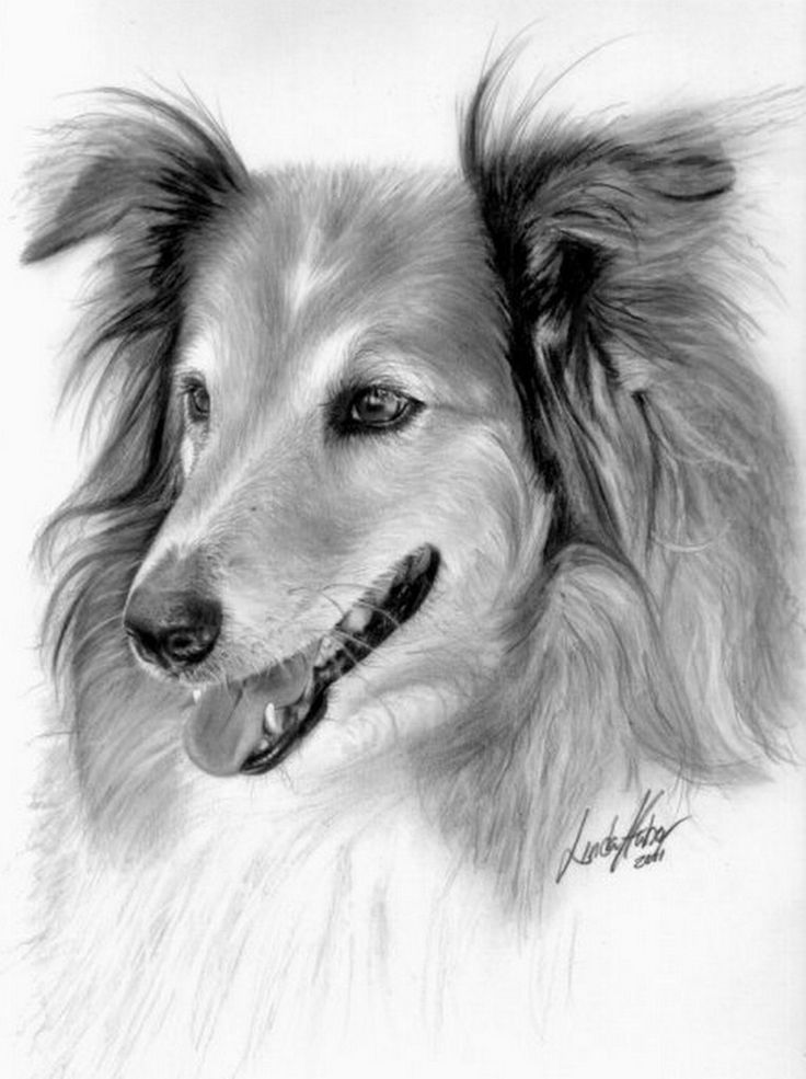 dibujo lapiz animal