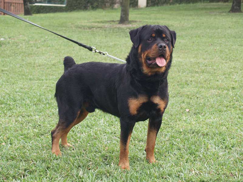 rottweiler puppies for sale miami