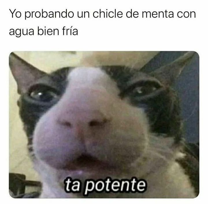 gatos random memes