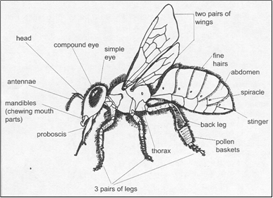 diagram of honey bee with label