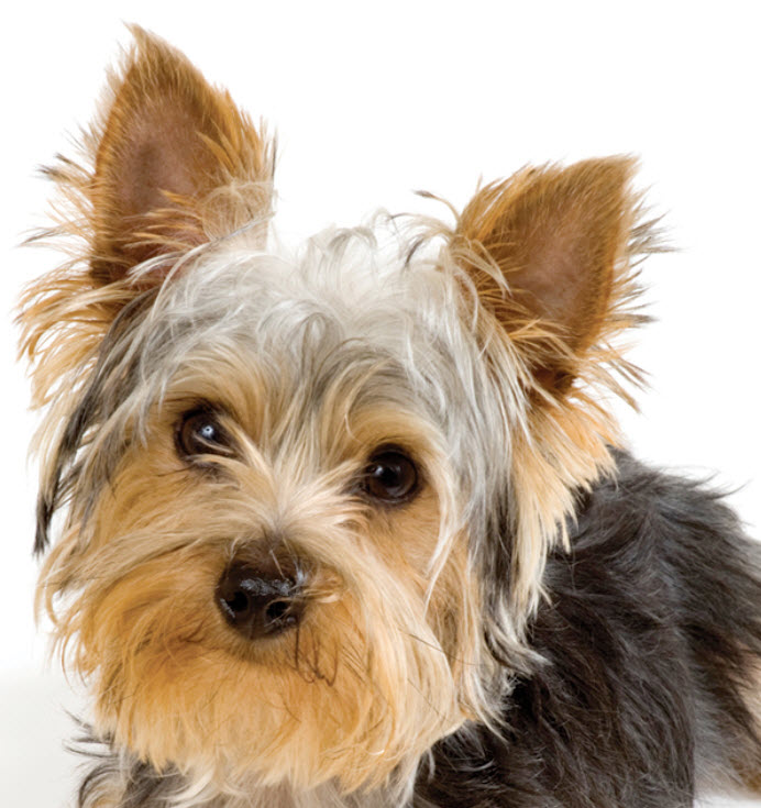 pictures of yorkshire terrier dogs