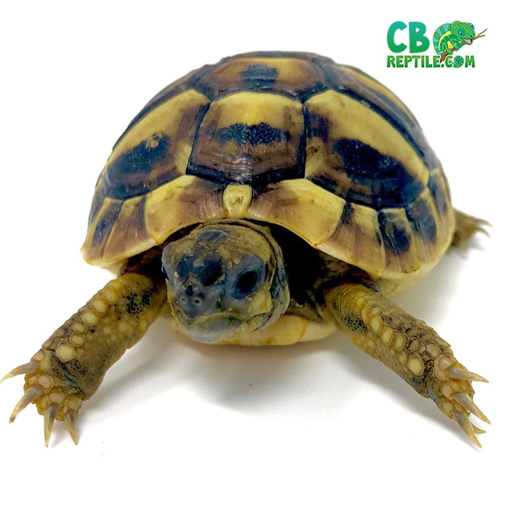 hermann tortoise for sale near me