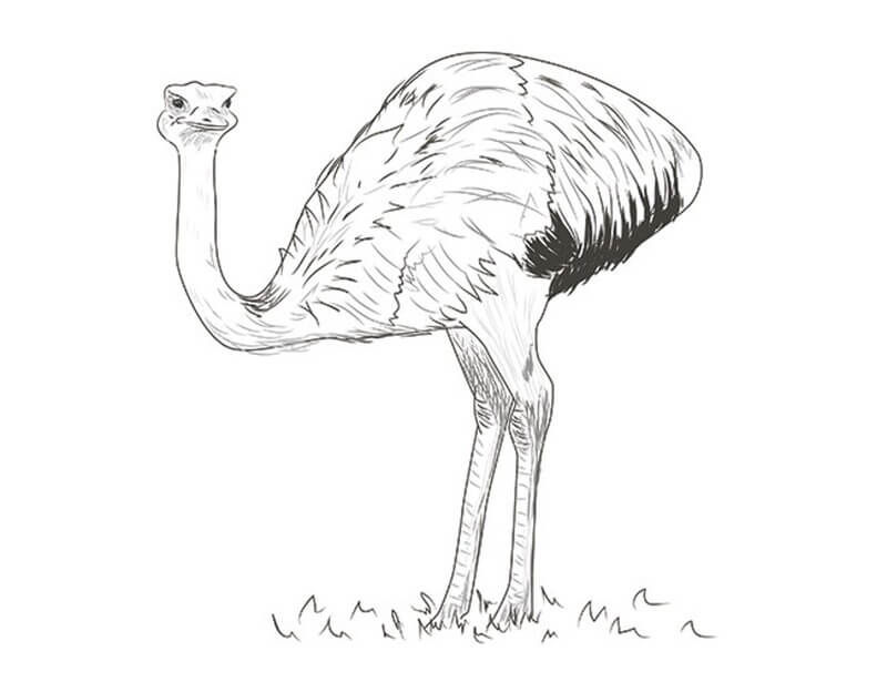 how to draw an ostrich