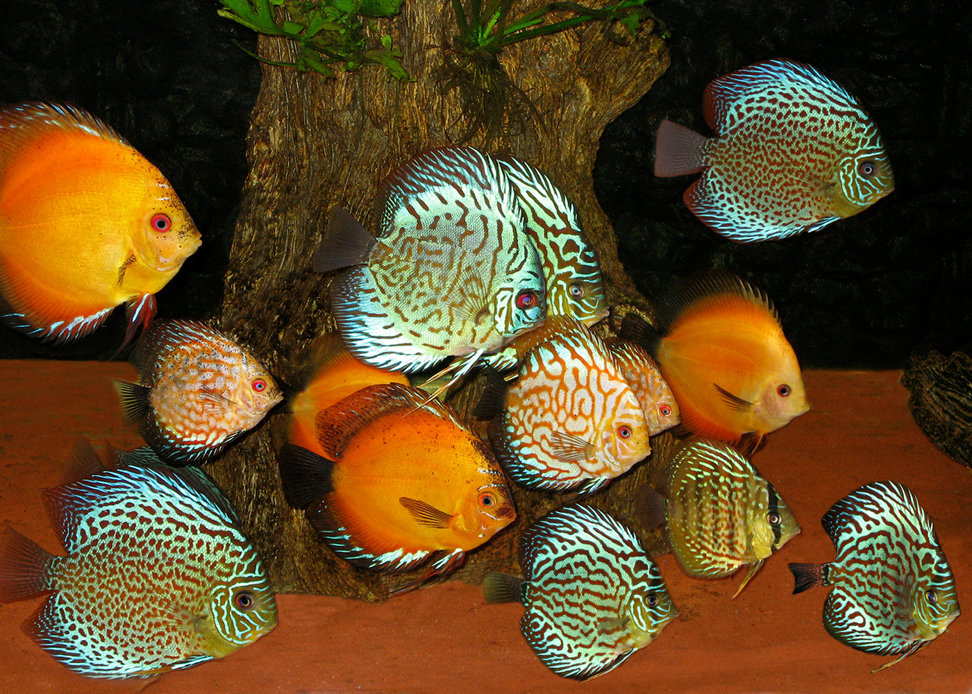 best place to buy discus fish online