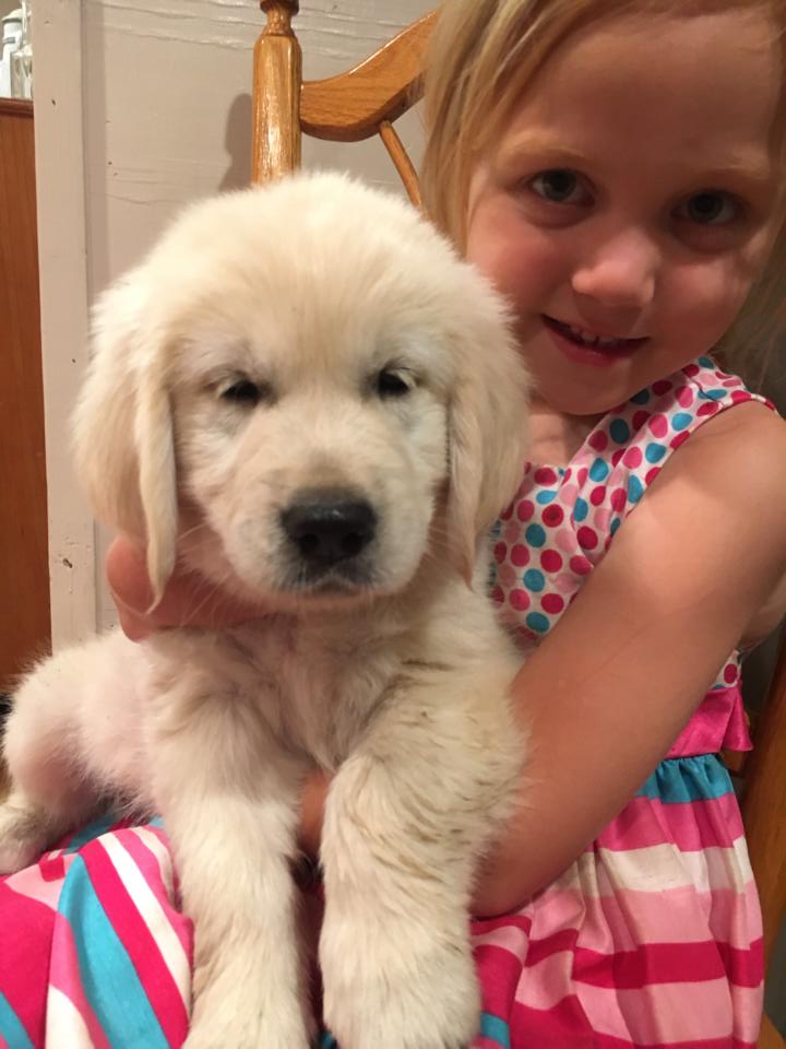 golden retriever for sale texas