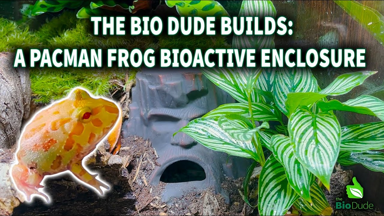 bioactive pacman frog setup