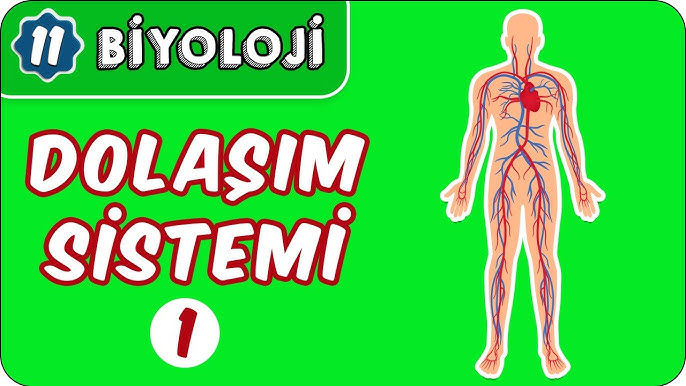 biyoloji dolaşım sistemi hocalara geldik