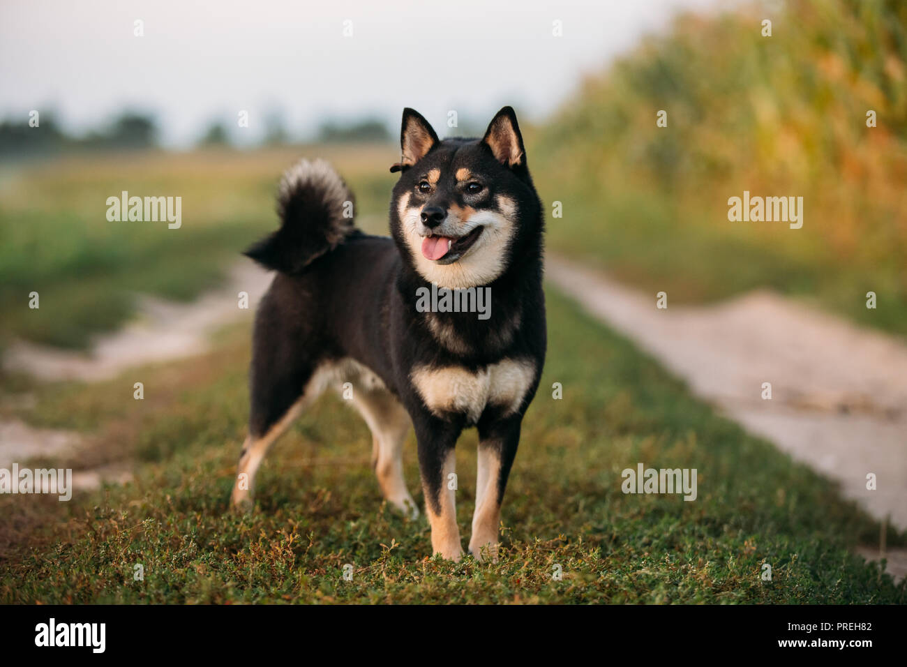 black and tan shiba