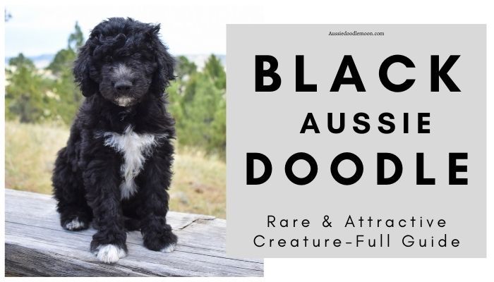 black aussiedoodle full grown