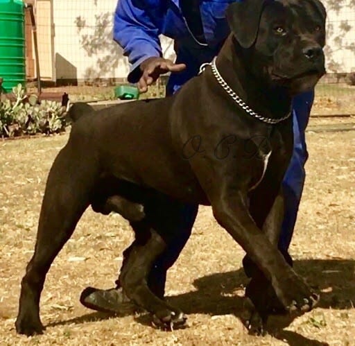 black boerboel