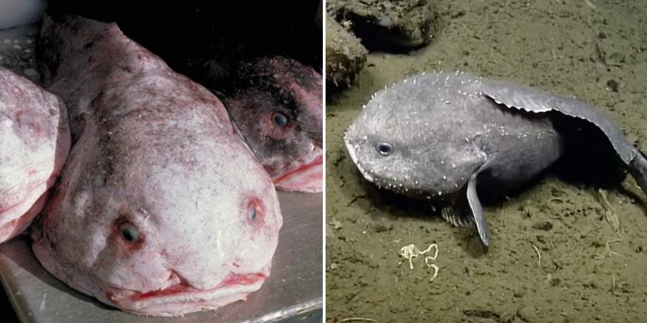 blobfish in water