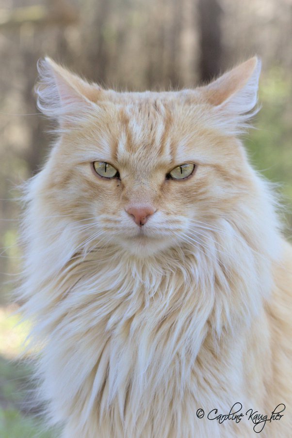 blond maine coon