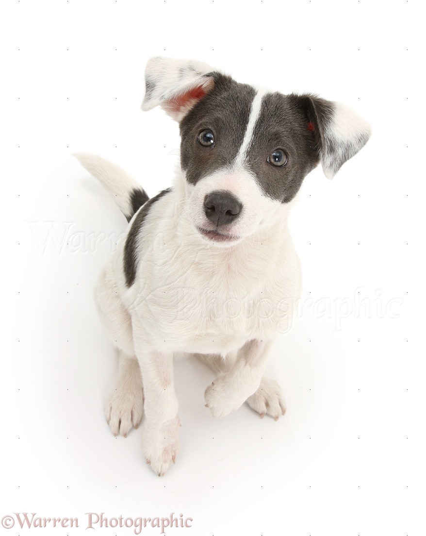 blue jack russell