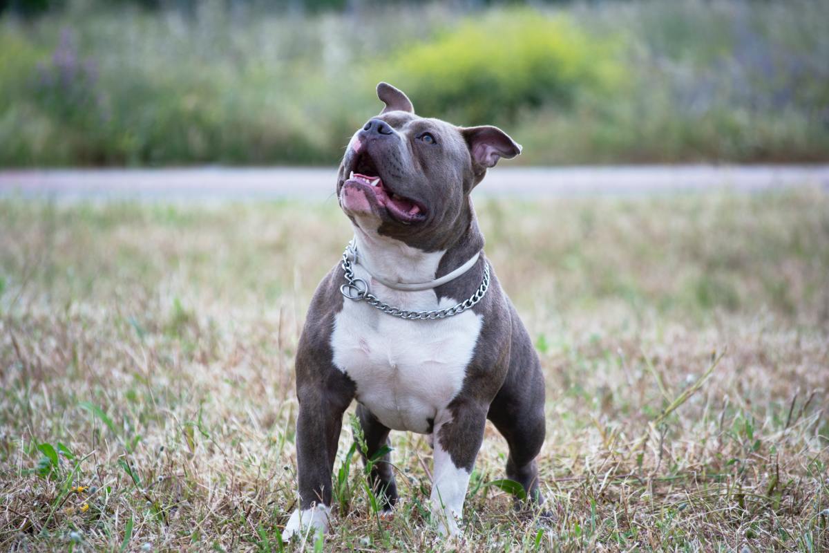 blue nose pitbulls