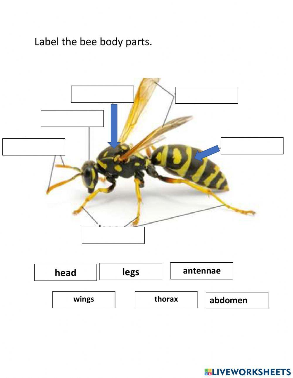 body parts of an insect labeling worksheet