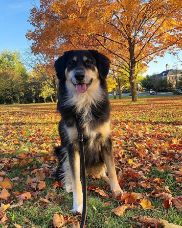 border collie golden retriever mix