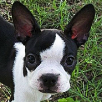 boston terrier rescue maryland