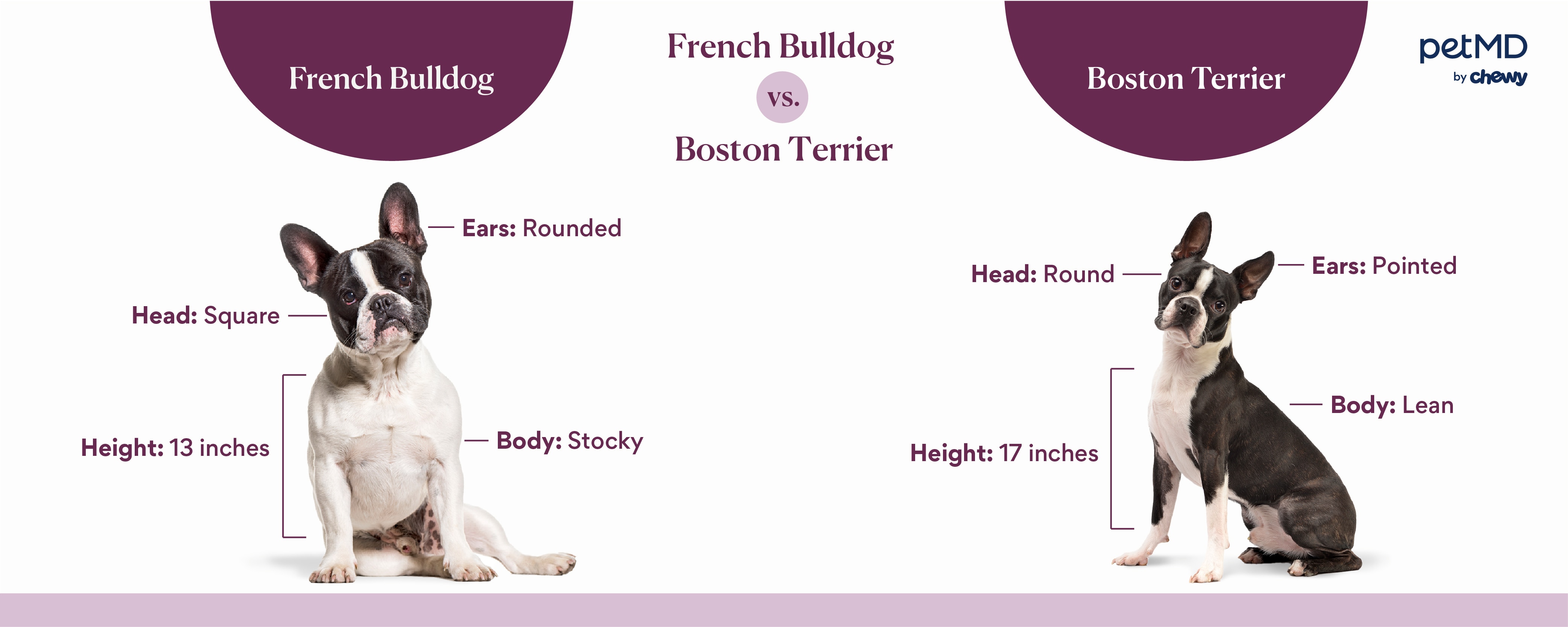 boston terrier versus french bulldog