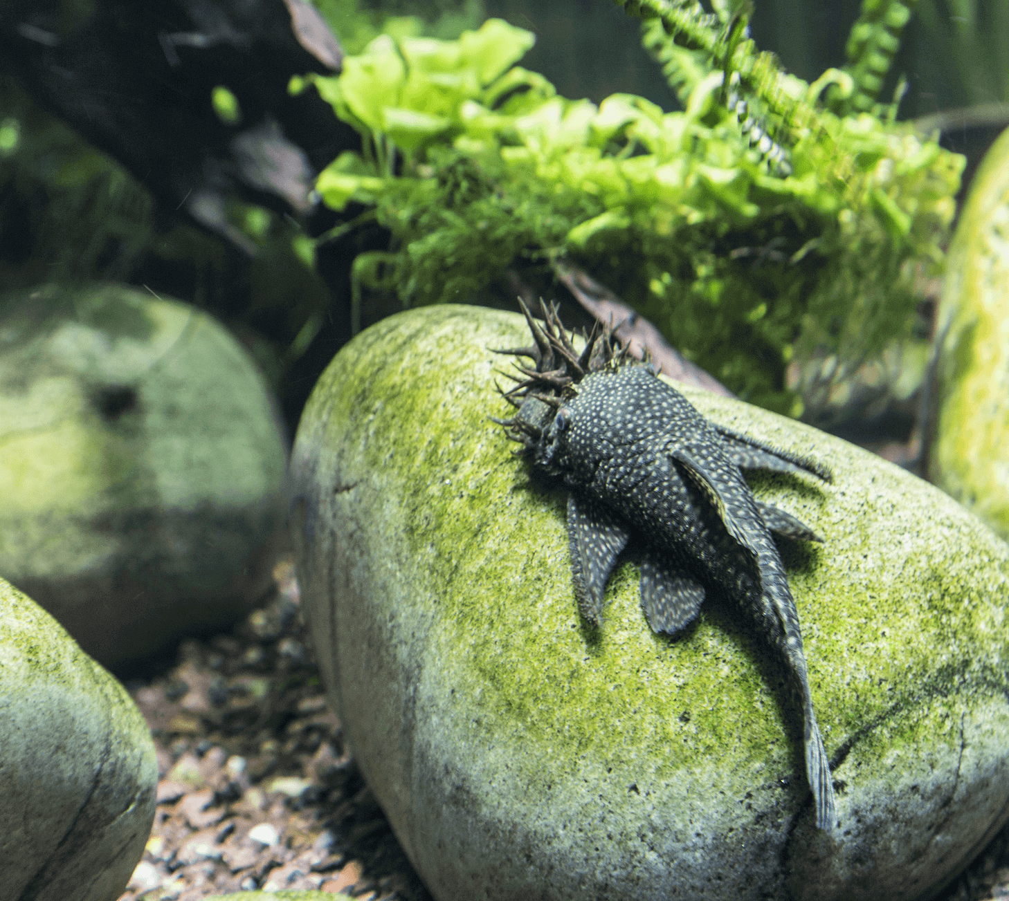 bristlenose pleco profile