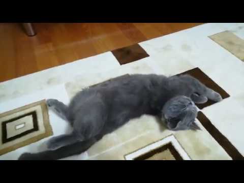 british shorthair erkek kedi kızgınlık dönemi