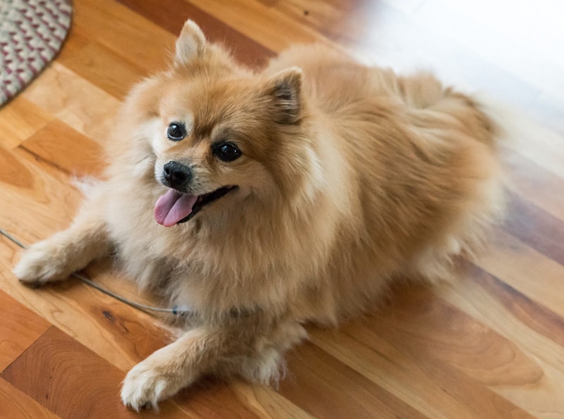 brown pomeranian dog price