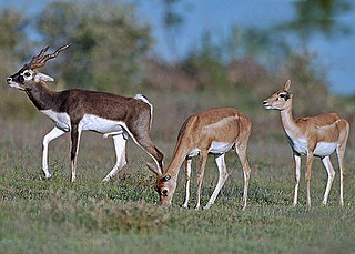 buck meaning in tamil