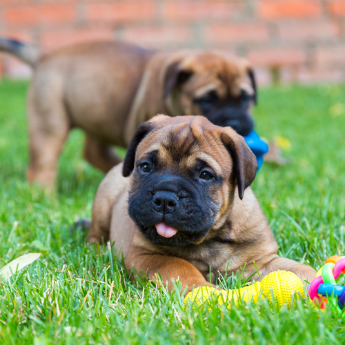 bullmastiff for sale