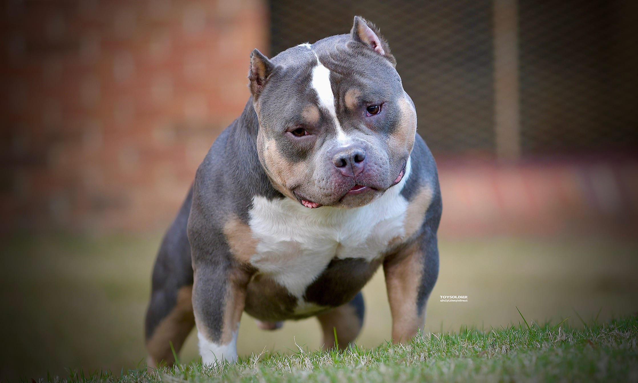 bully dog price