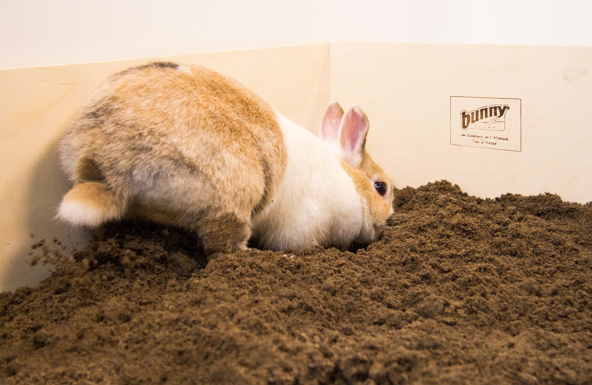 bunny digging box