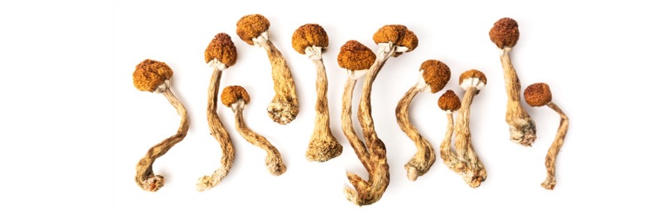 buy mushrooms in oregon