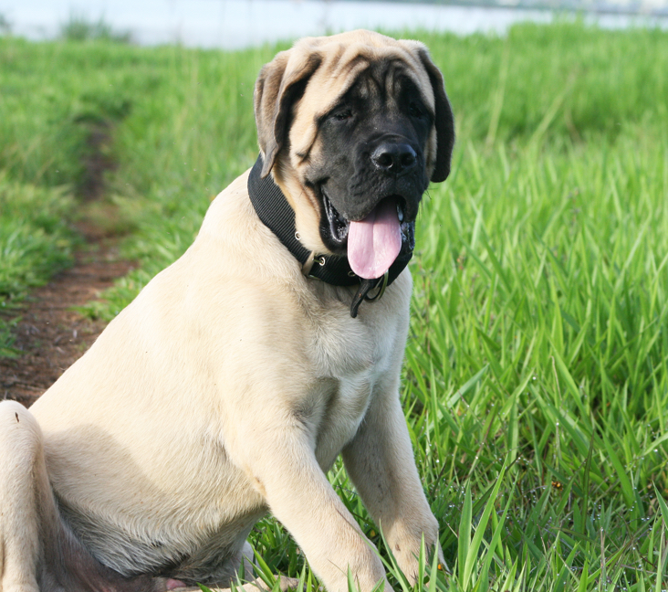 buy or adopt english mastiff