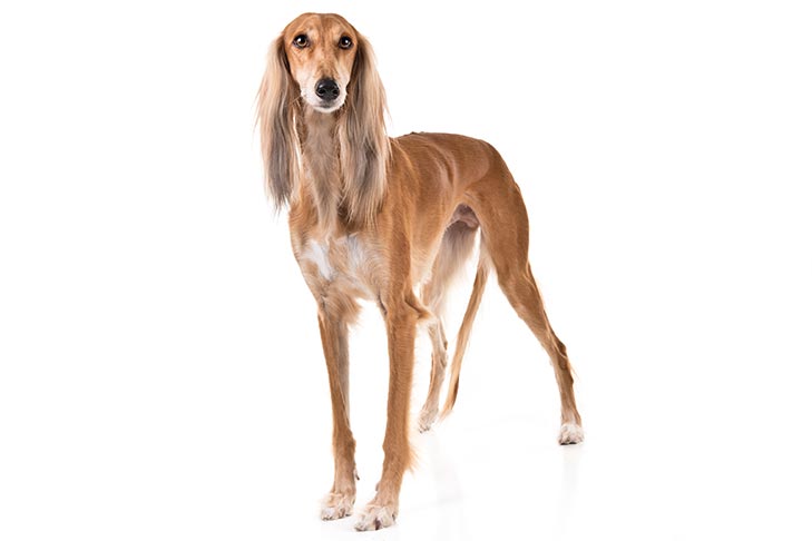 saluki dog characteristics