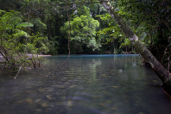 cooper creek wilderness daintree rainforest