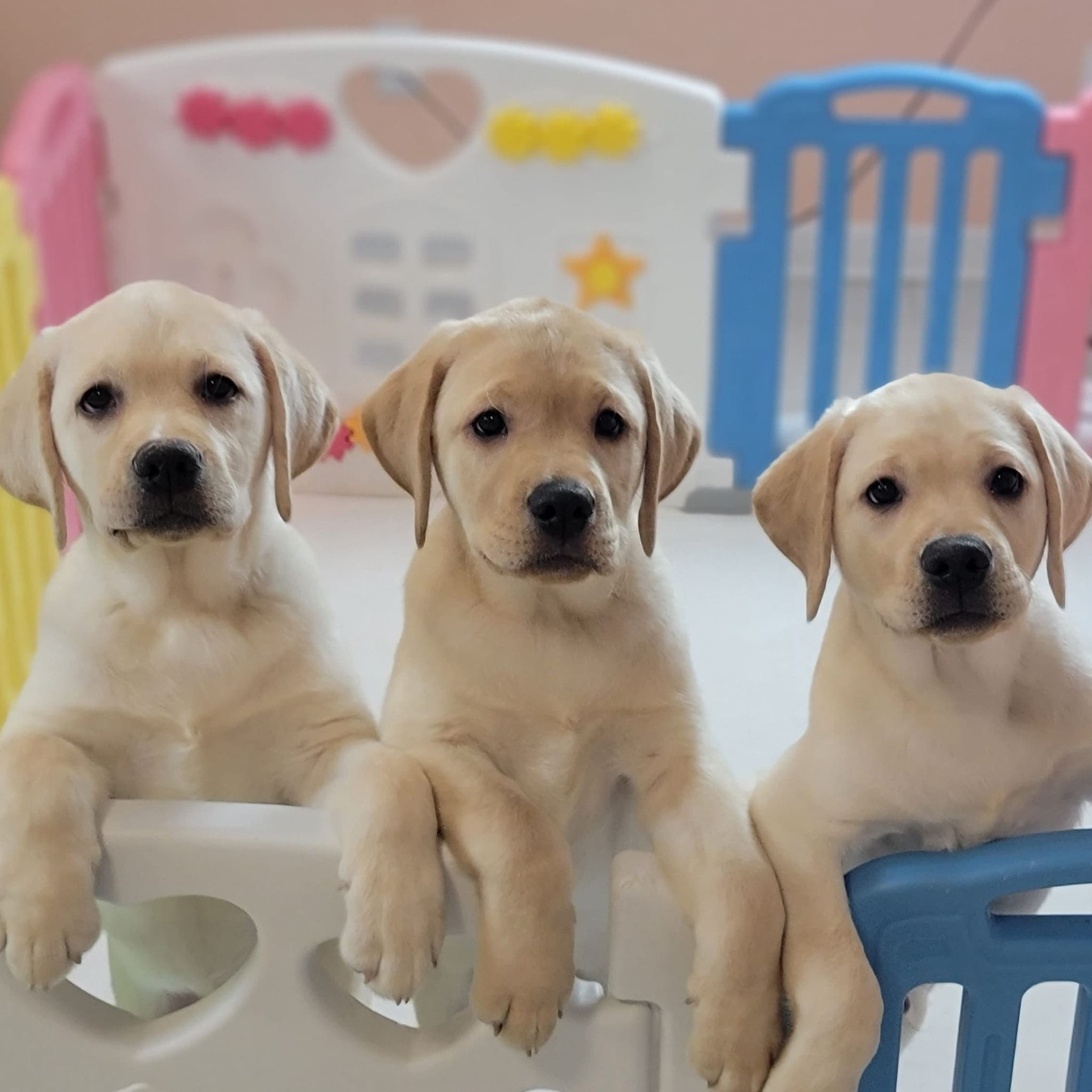 buy a labrador puppy