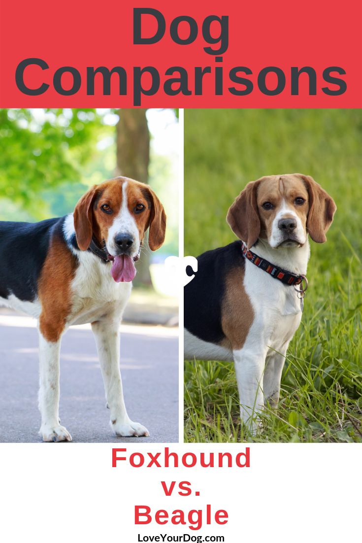 foxhound vs beagle