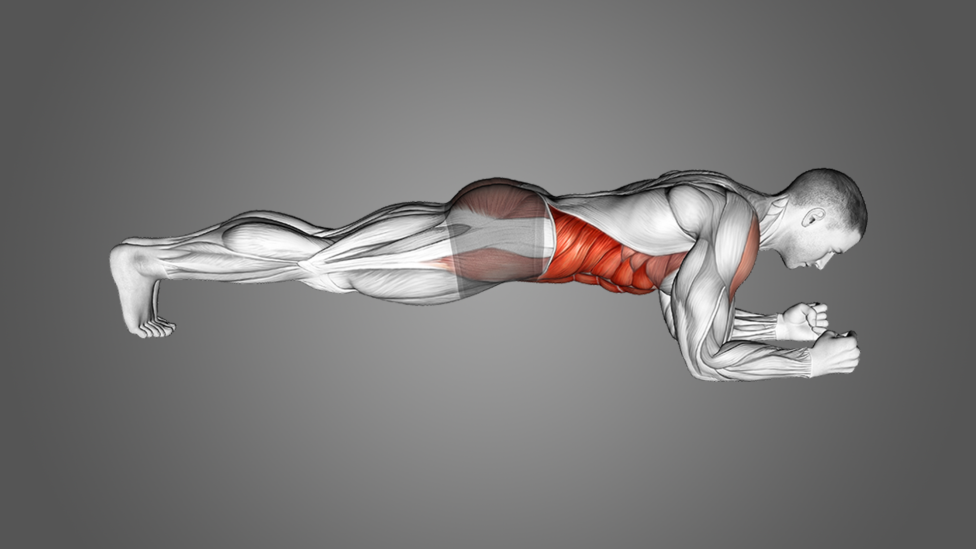 what muscles do the plank work