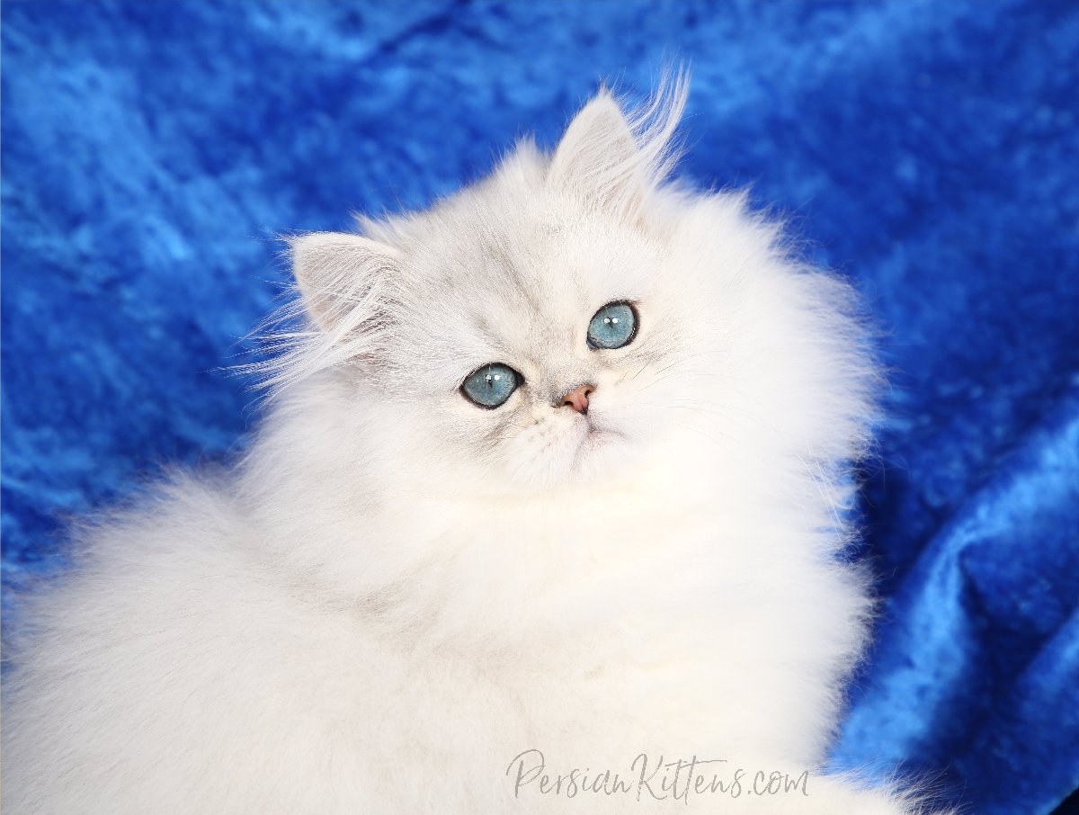 persian cat seller near me