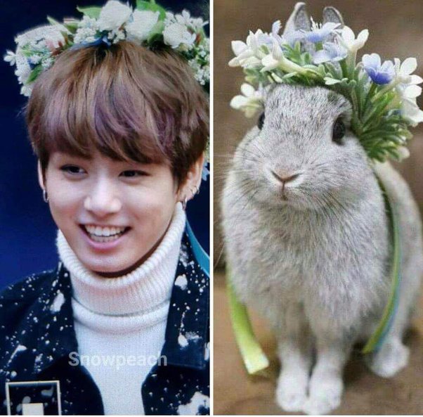 jungkook the bunny