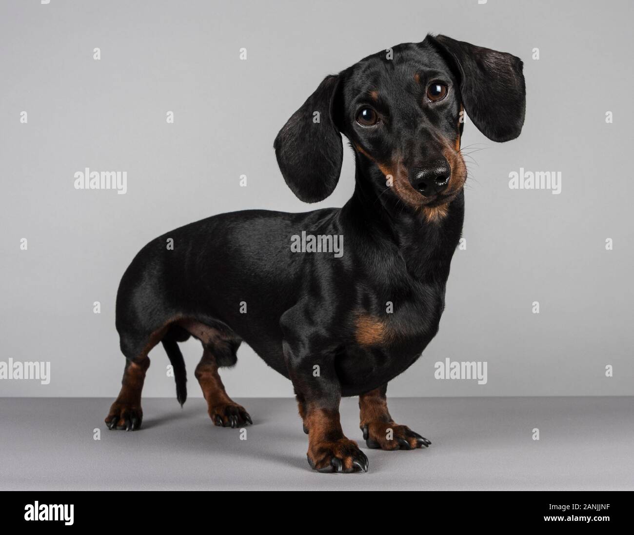 male dachshund