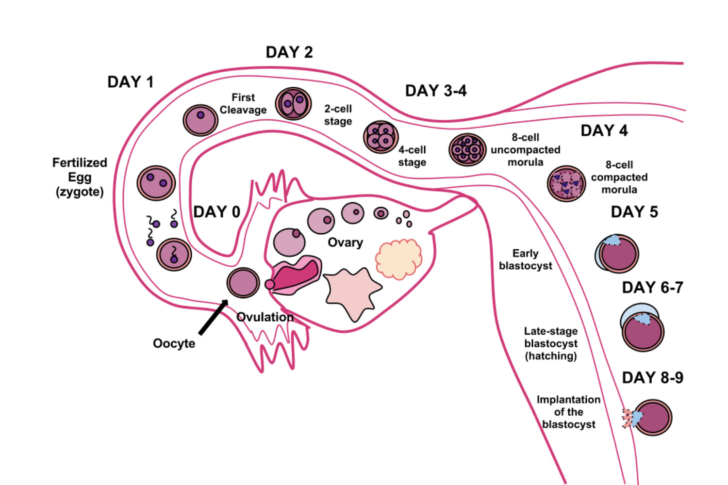 8 days post ovulation